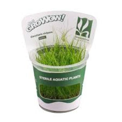 Eleocharis vivipara - Growow Tc Plant
