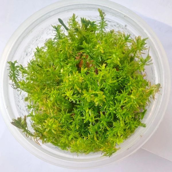 Rotala wallichii -   Growow Tc Plant