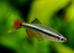 White Cloud Mountain Minnow