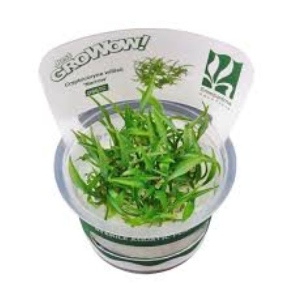 Cryptocoryne willisii 'Narrow' - Growow Tc Plant