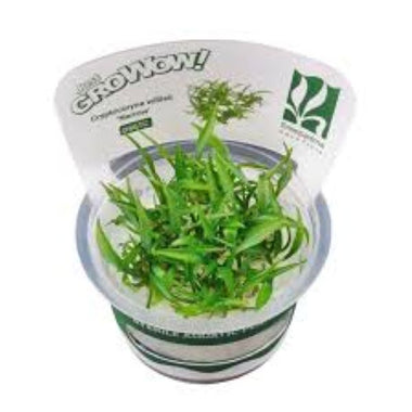 Cryptocoryne willisii 'Narrow' - Growow Tc Plant