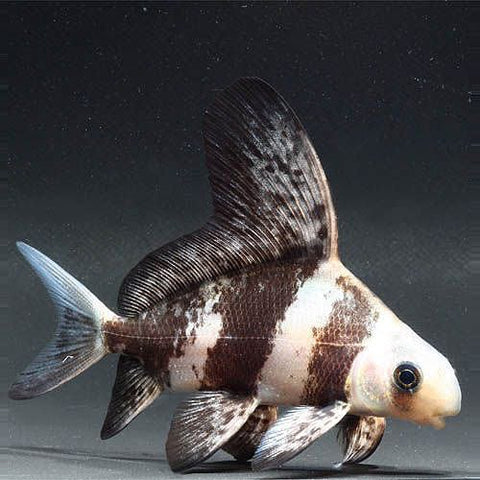 High‑fin Banded Shark 10cm