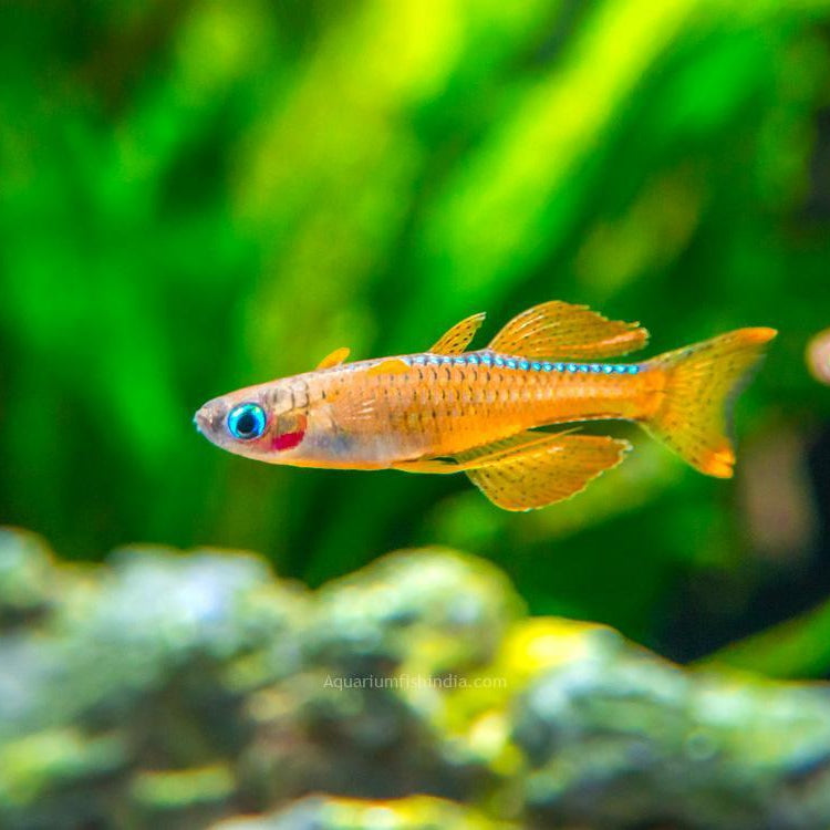 Paskai Rainbowfish
