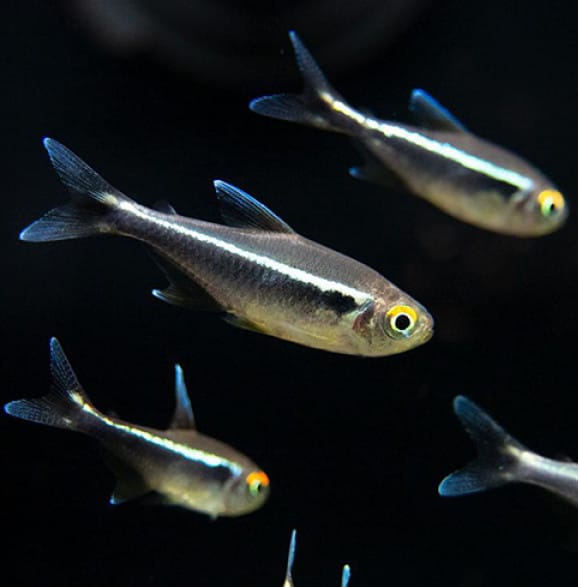 Black Neon Tetra