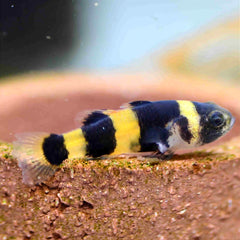 Bumblebee Goby Fish 3cm