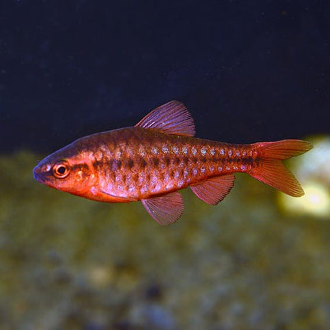 Cherry Barb 3cm