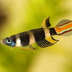 Clown Killifish