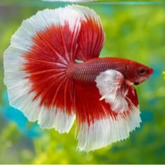 Dumbo Ear Betta