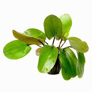 Echinodorus big bear