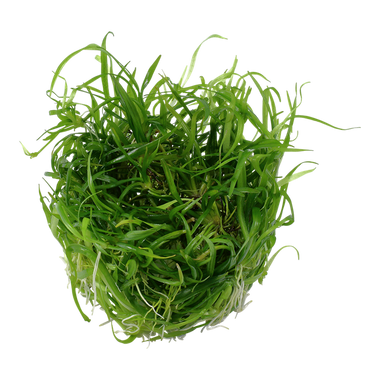 Helanthium tenellus 'Green' pot plant