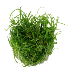 Helanthium tenellus 'Green' pot plant