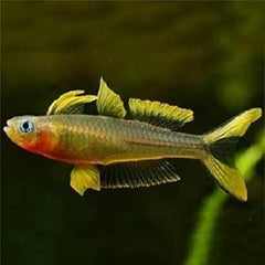Forktail Rainbow