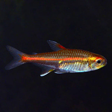 Glow Light Tetra