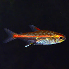 Glow Light Tetra