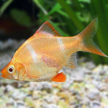 Albino Tiger Barb 3cm