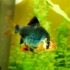 Green Tiger Barb