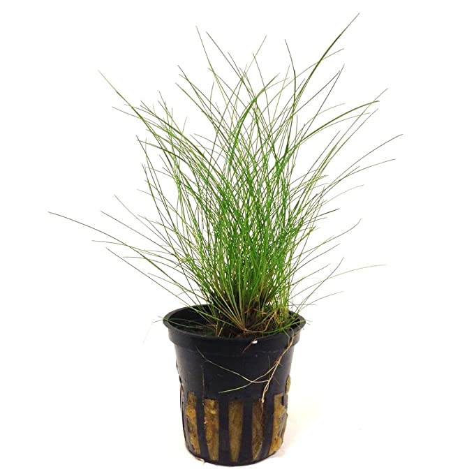 Dwarf hairgrass