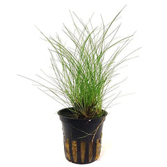 Dwarf hairgrass