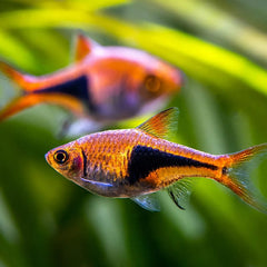Harlequin Rasbora