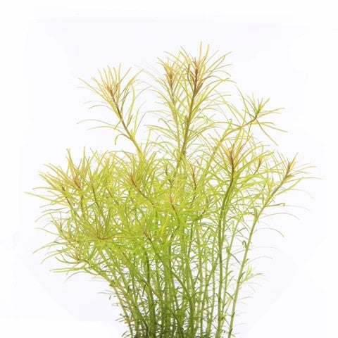 Rotala nanjenshan