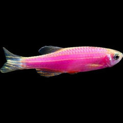 Pink Glowing Danio 3cm