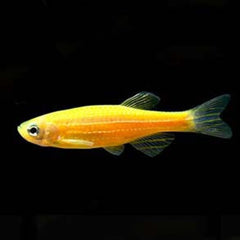 Yellow Glowing Danio 3cm