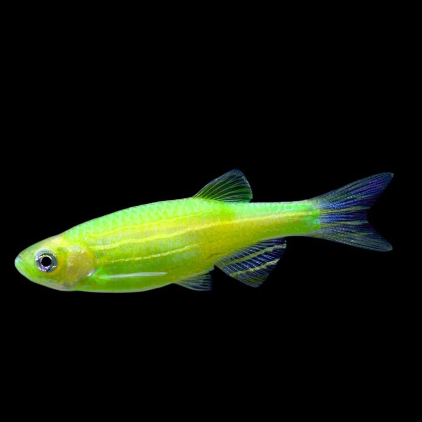 Danio