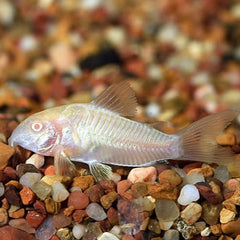 Albino Cory Catfish