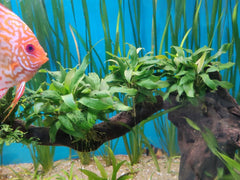 Ista Instant Glue Green