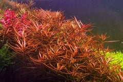 Ludwigia arcuata—dark red