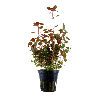 Ludwigia palustris-- hi red