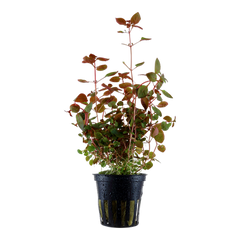 Ludwigia palustris-- hi red