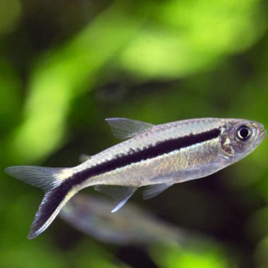 Penguin Tetra