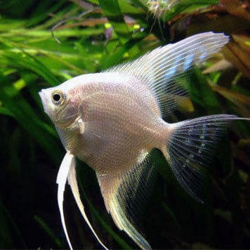 Platinum Angel fish 10cm