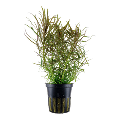 Pogostemon stellatus dassen