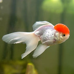 Red Cap Oranda Goldfish 8cm