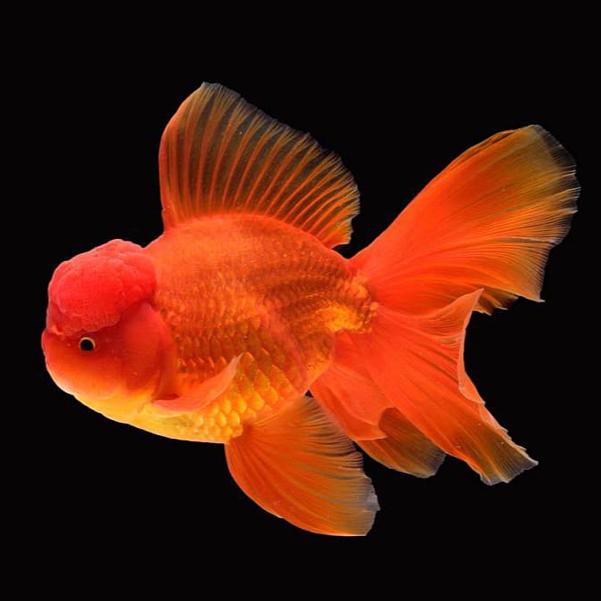 Red Oranda Goldfish 8cm