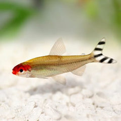 Rummy Nose Tetra