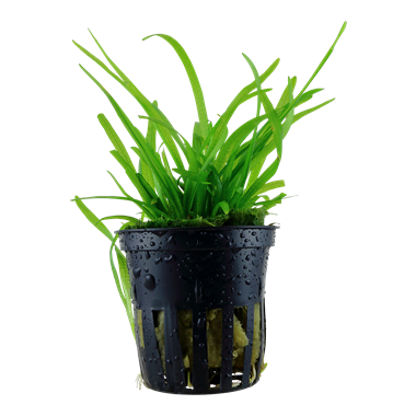 Sagittaria subulata