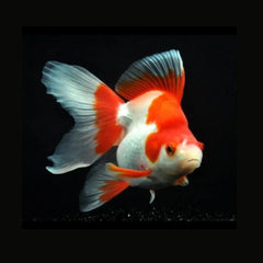 Ryukin Goldfish 6cm