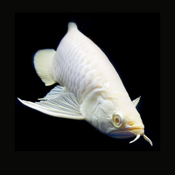 Arowana