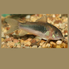 Bronze Cory Catfish