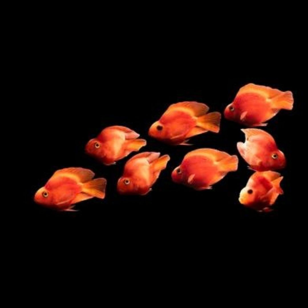 Red Parrot Fish 6cm