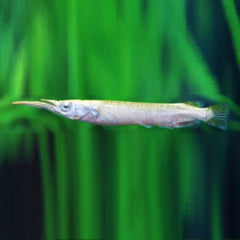 Platinum half beak