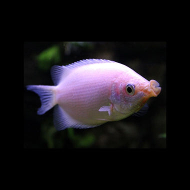 Kissing Gourami