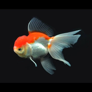 Bi-colour Oranda