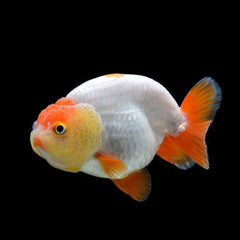 Ranchu Goldfish