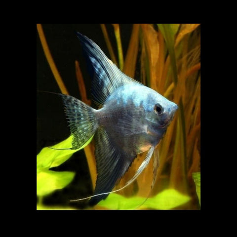 Pinoy Blue Angel  6cm