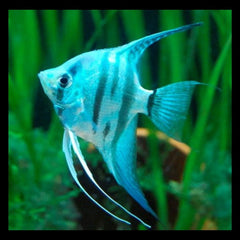 Blue Zebra Angel 7cm