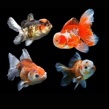 Tri-Color Oranda Goldfish 7cm